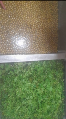 ترشی‌های محلی دست‌ساز